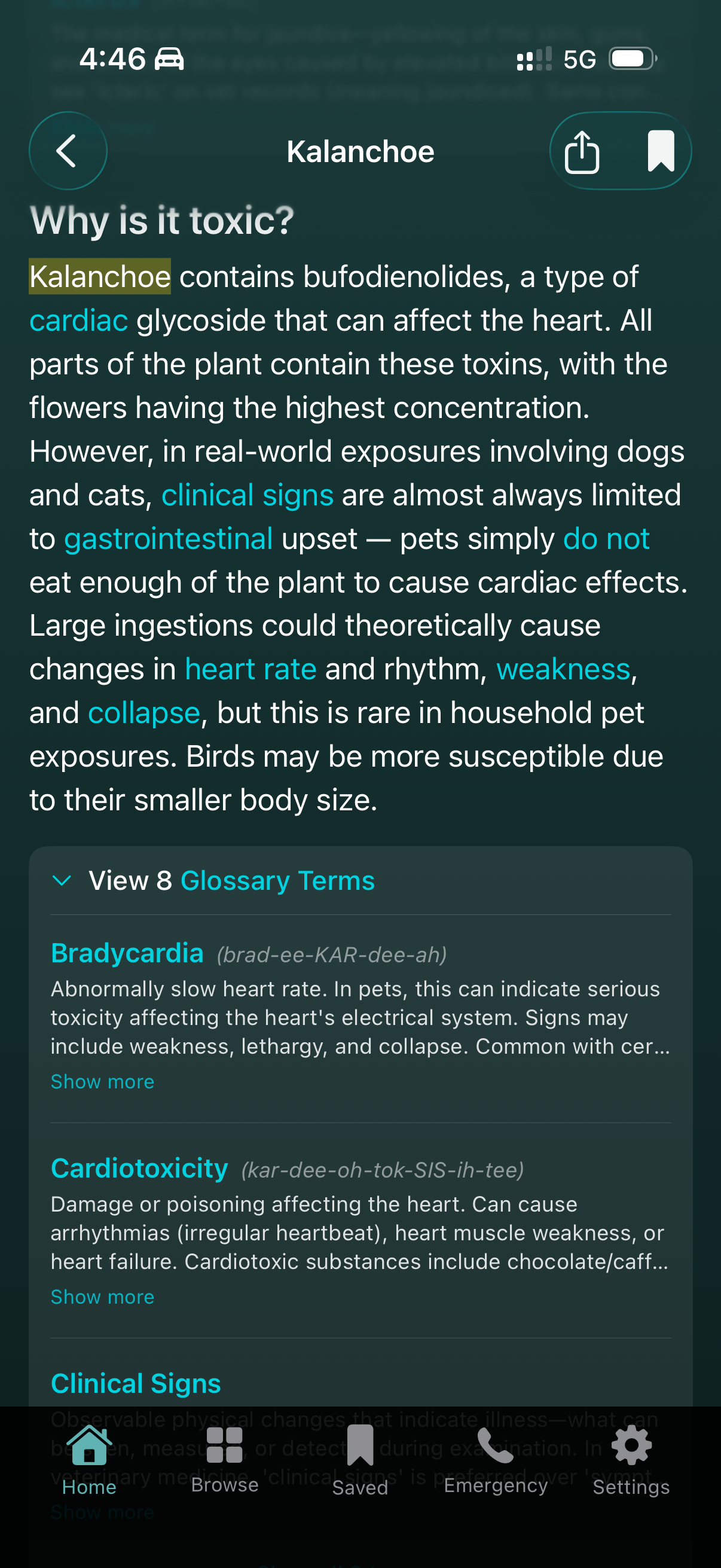 Toxicity information with medical glossary terms highlighted in teal